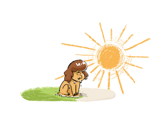 Precautions for taking pets out for a walk in summer and hot weather | AIITLE