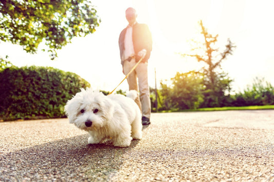 When a dog goes out, it bursts into flames? Walking the dog correctly has skimpy steps!! | AIITLE