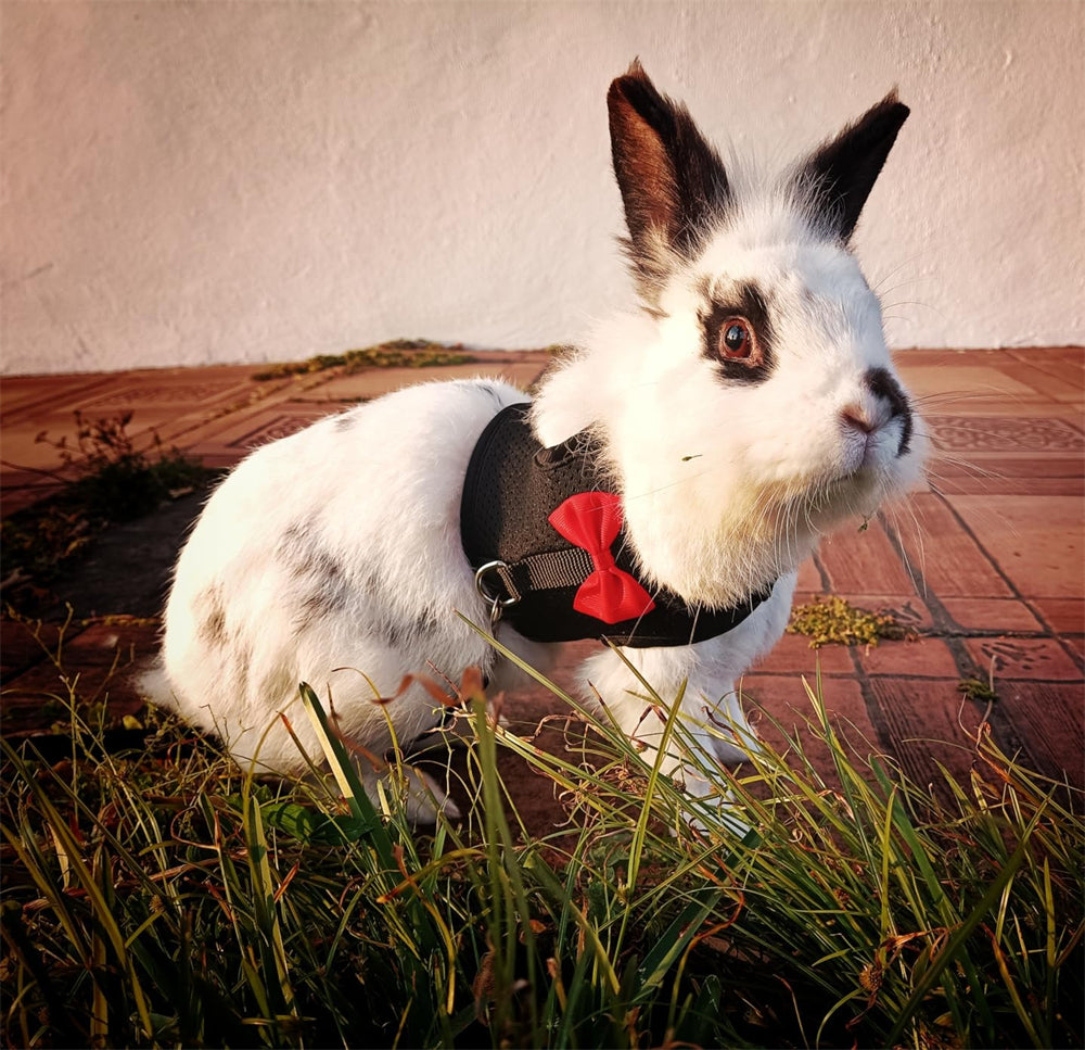 Aiitle Soft Mesh Rabbit Harness and Leash Set with Cute Bow