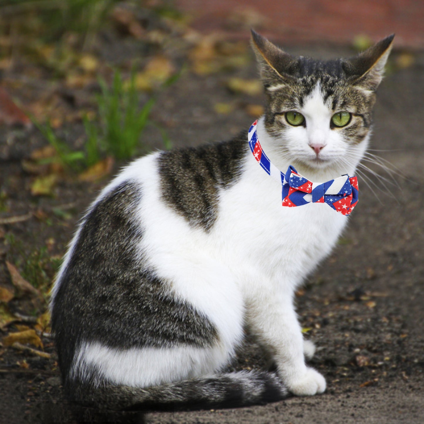 AIITLE American Flag Cat Collar for 4th of July Independence Day | AIITLE