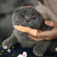 Aiitle Funny Mini Hand Cat Massage Toy