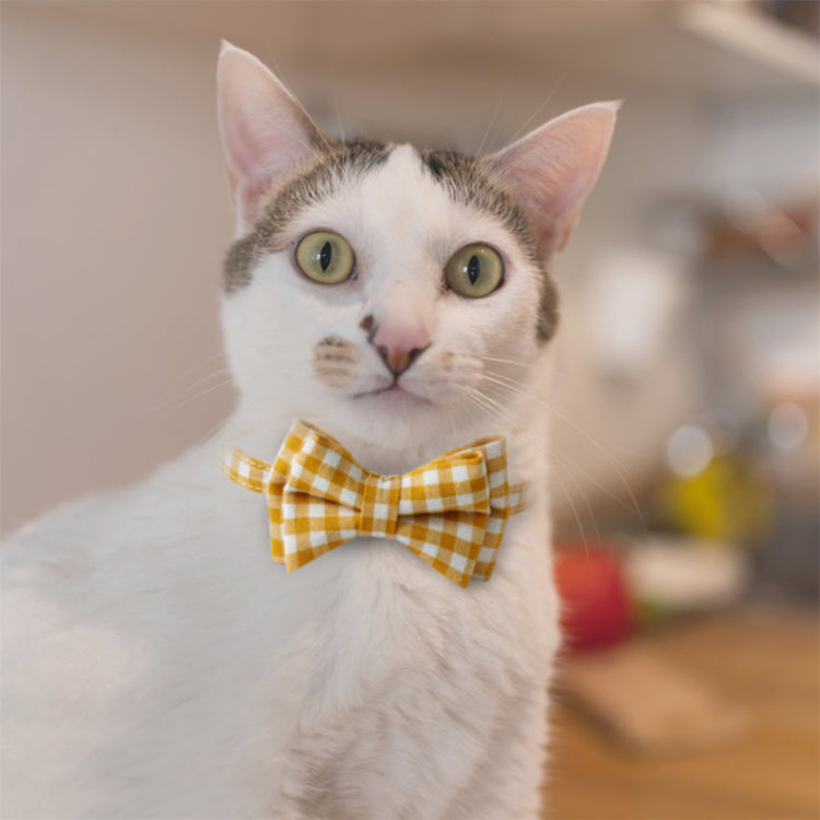 Apparel & Accessories for Cat