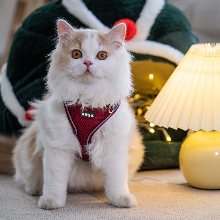 Leashes, Collars & Harnesses For Cats