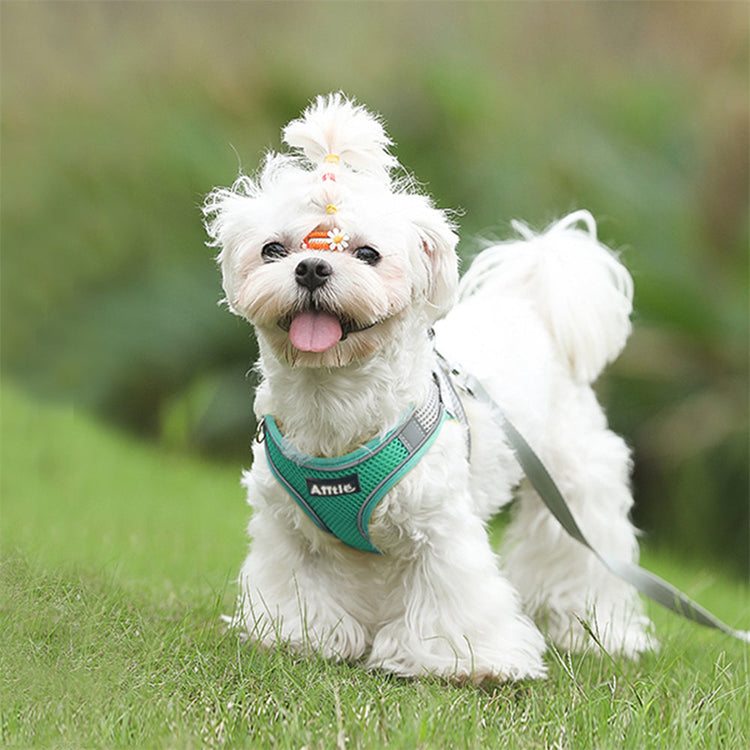 Leashes, Collars & Harnesses for Dog