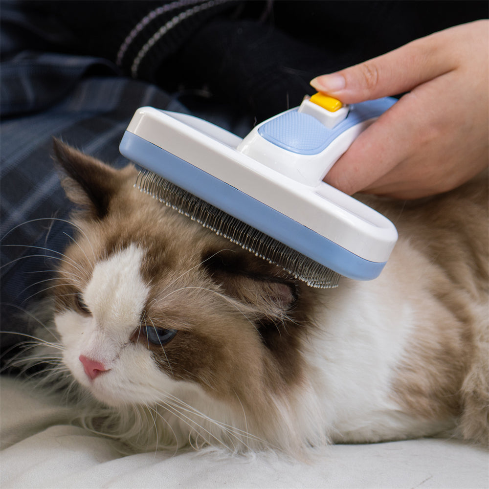 Cat Grooming