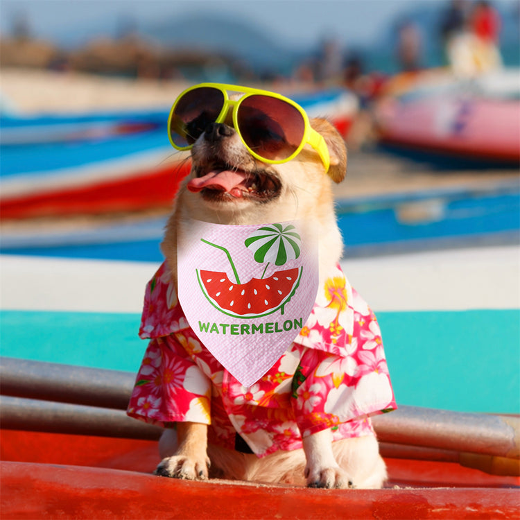 Apparel & Accessories for Dog