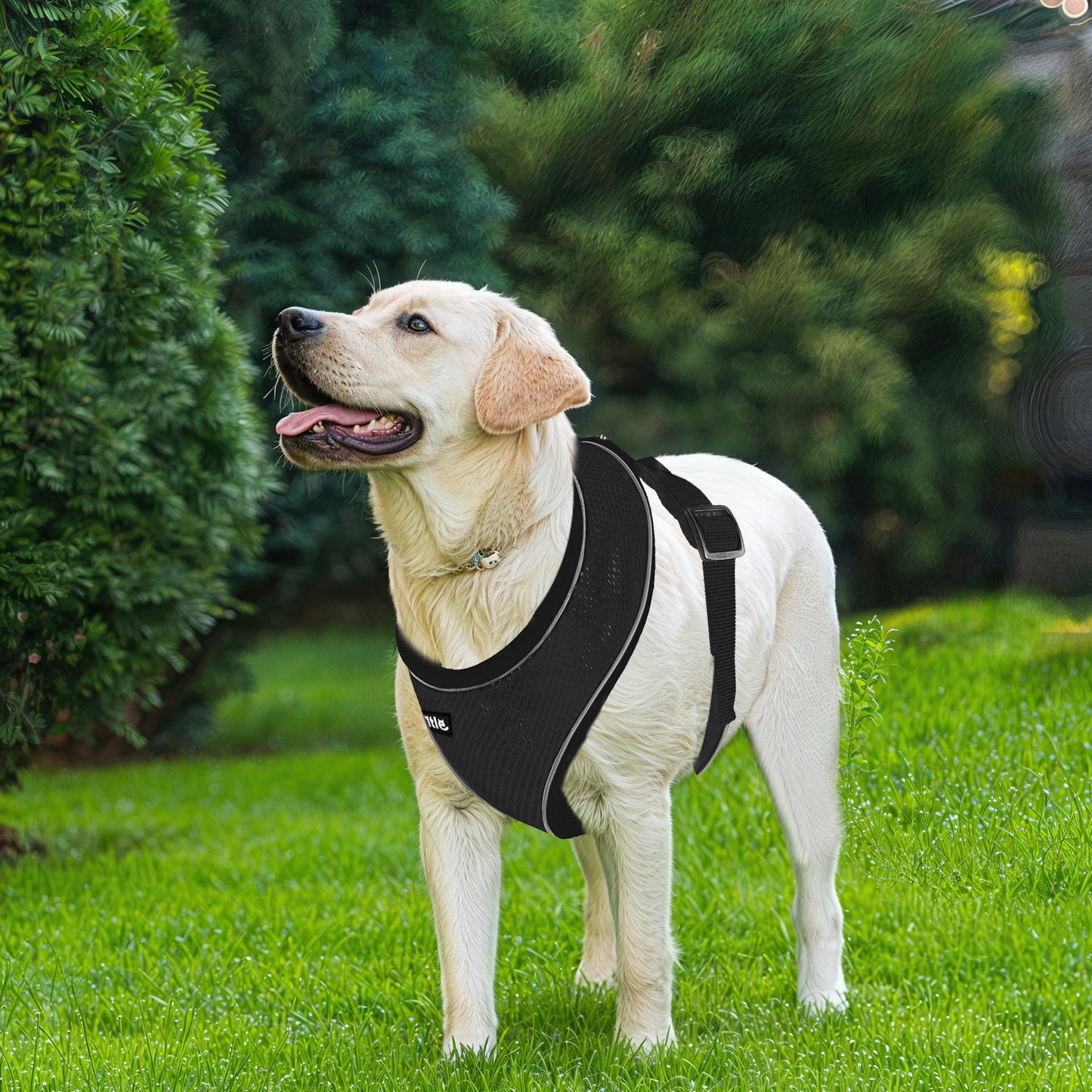 Aiitle Adjustable Mesh Small Dog Harness Black