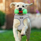 Aiitle Adjustable Mesh Small Dog Harness Gray