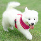Aiitle Adjustable Mesh Small Dog Harness Hot Pink