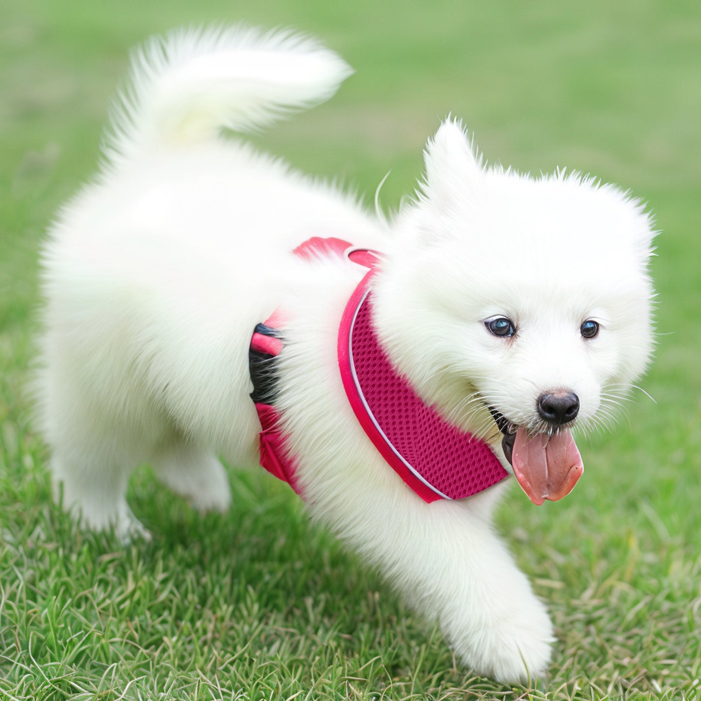 Aiitle Adjustable Mesh Small Dog Harness Hot Pink