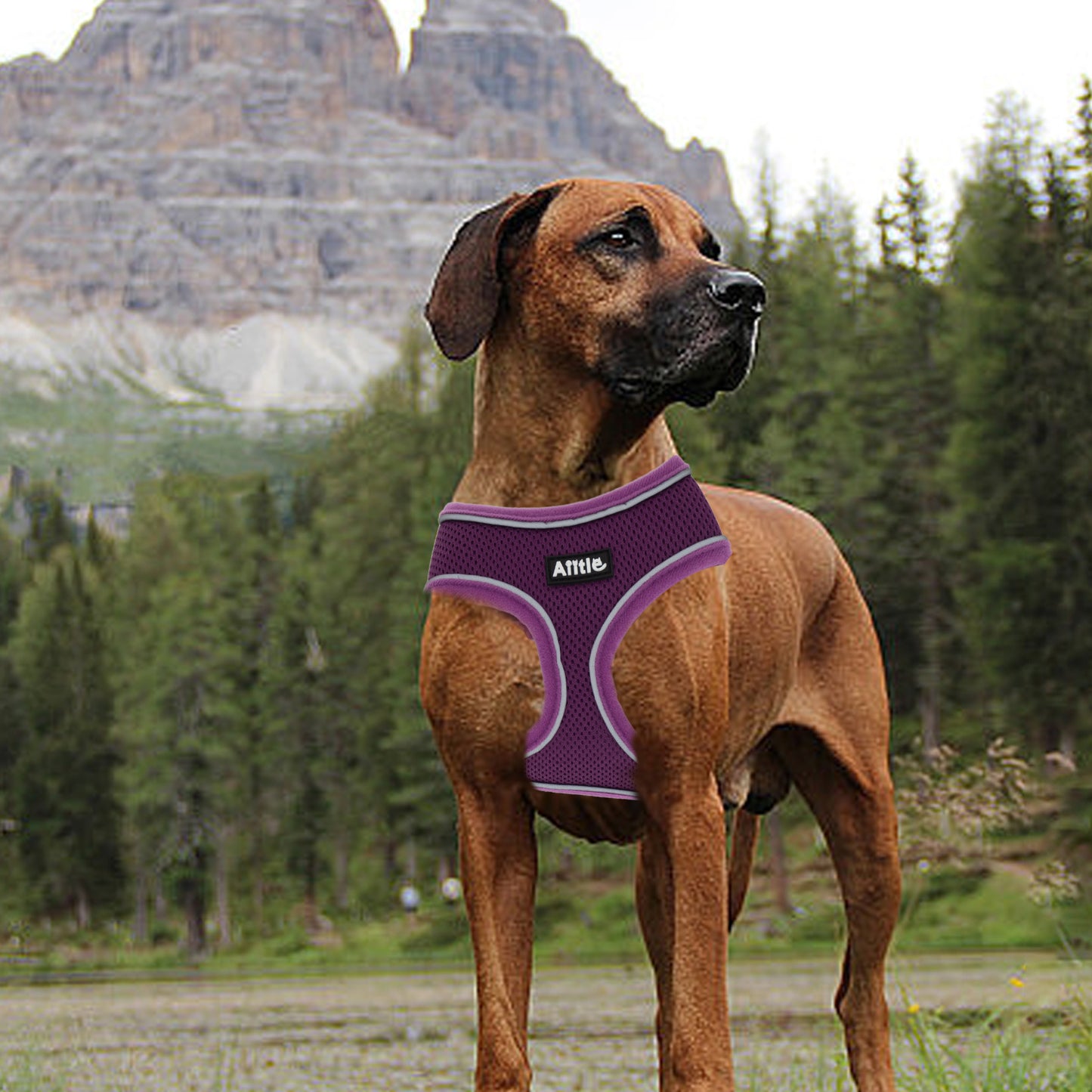 Aiitle Adjustable Mesh Small Dog Harness Purple