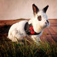 Aiitle Soft Mesh Rabbit Harness and Leash Set with Cute Bow