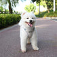 Aiitle Step in Mesh Small Dog Harness with Leash Set Beige