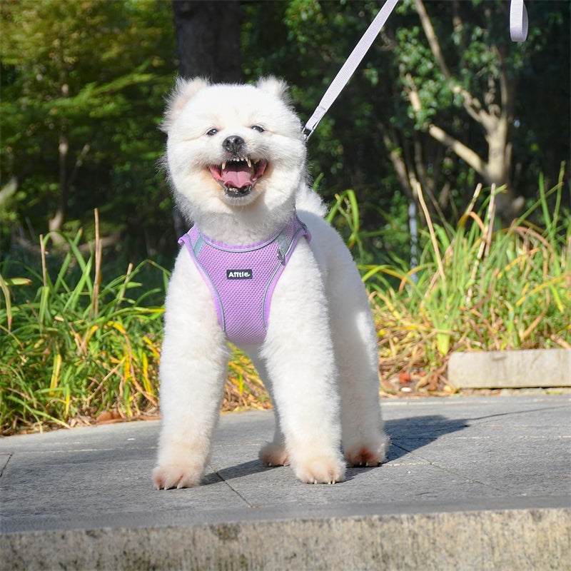 Aiitle Step in Mesh Small Dog Harness with Leash Set Purple