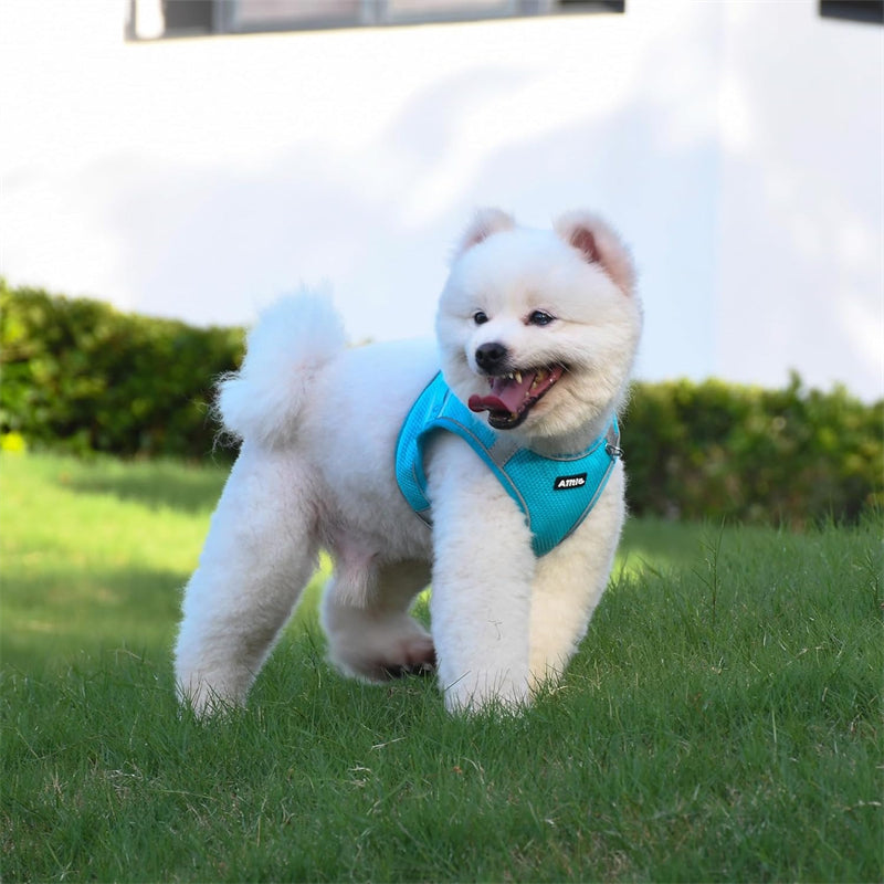 Aiitle Step in Mesh Small Dog Harness with Leash Set Blue