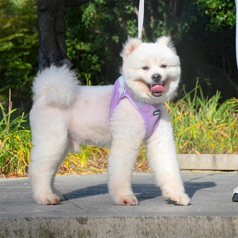 Aiitle Step in Mesh Small Dog Harness with Leash Set Purple