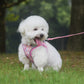 Aiitle Colorful Printed Mesh Dog Harness