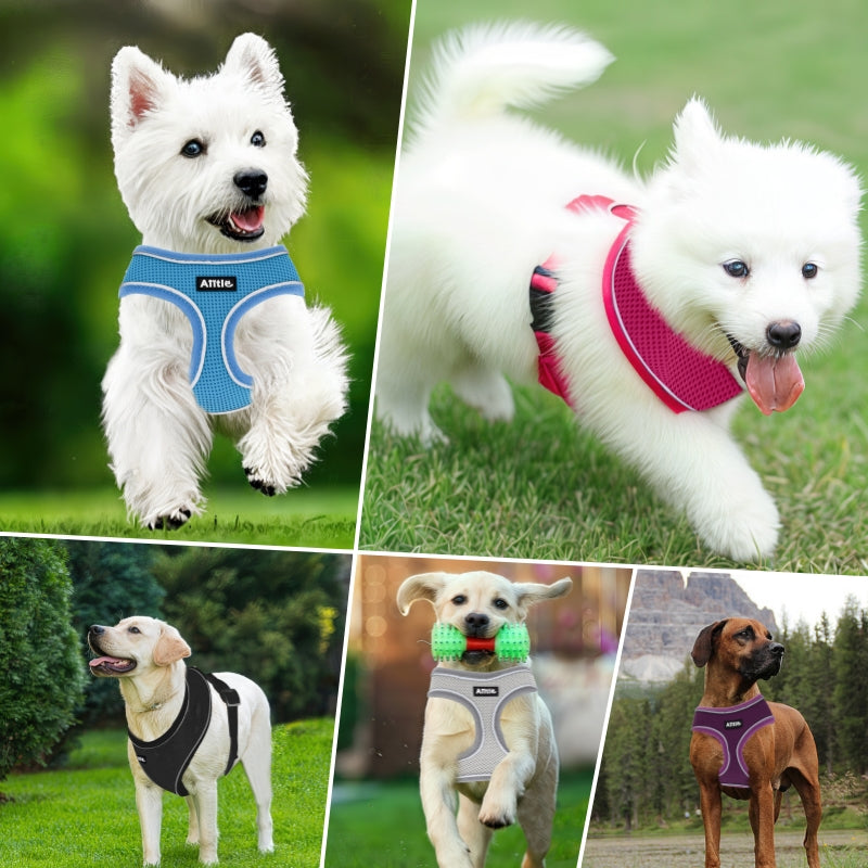 Aiitle Adjustable Mesh Small Dog Harness Black