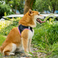 Aiitle Step in Breathable Air Mesh Dog Harness Black