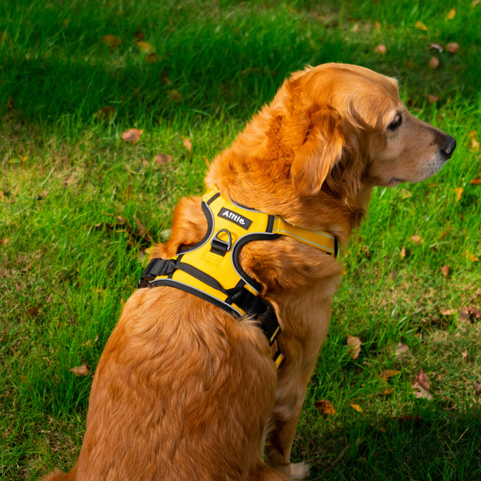 No pull dog top harness for large dogs